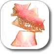 Conch Shell Art